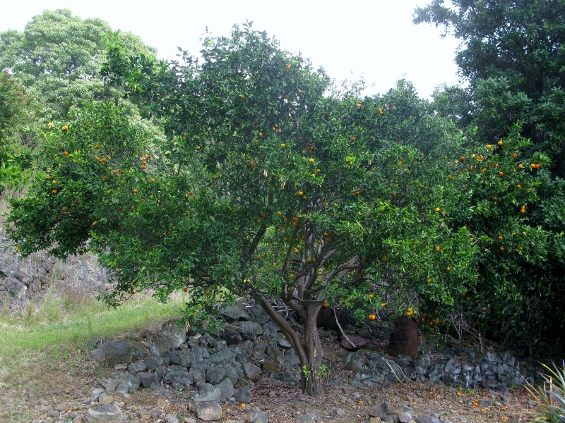 The golden tangerine tree