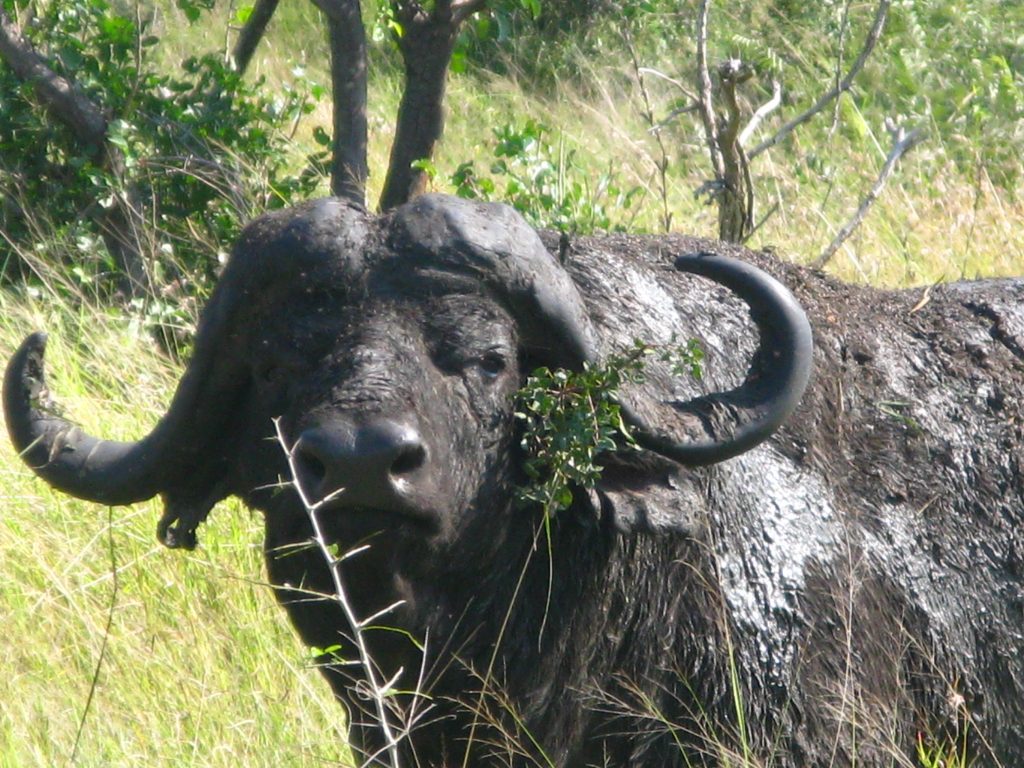 South Africa Safari Bison