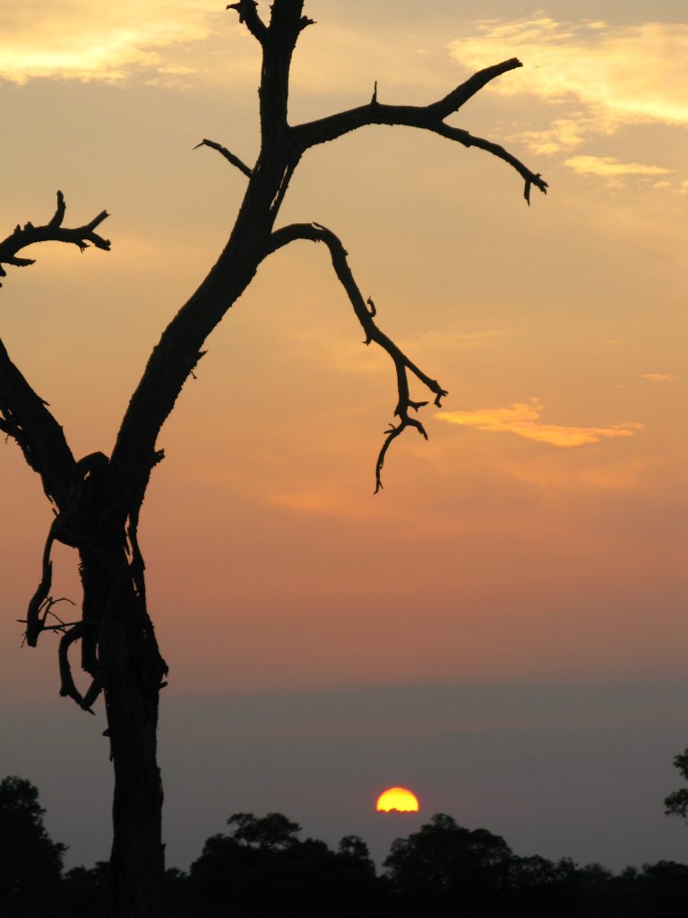 dead tree against the evening African sun