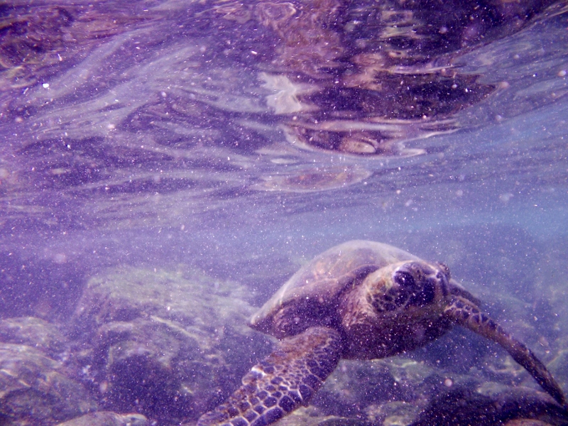 Pu'uhonua o Honaunau turtles