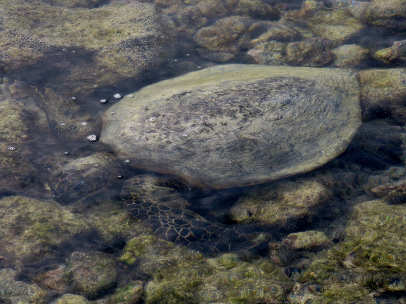 turtles at Pu'uhonua o Honaunau