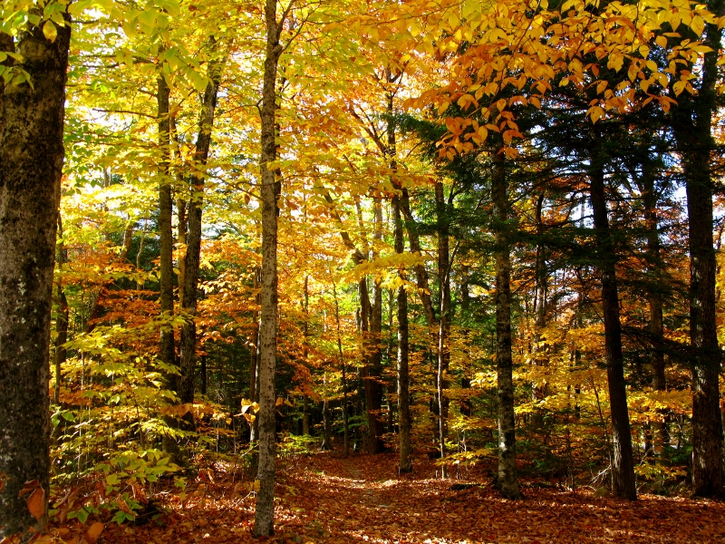 Fall colours Maine