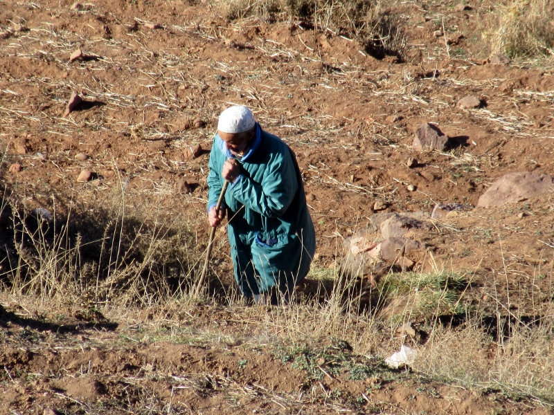 working the fields in the High Atlas
