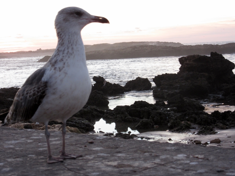 Essaouira seagull